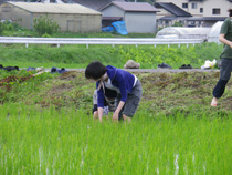 田植え